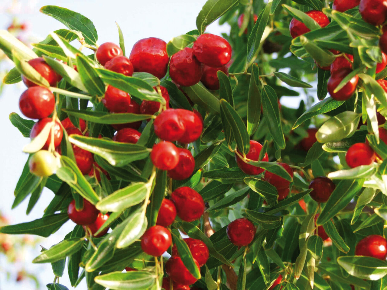 چربی خون را با این درمانهای خانگی کاهش دهید