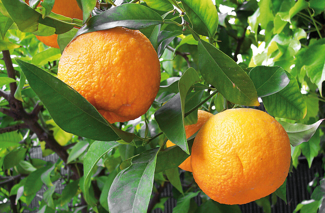 چربی خون را با این درمانهای خانگی کاهش دهید