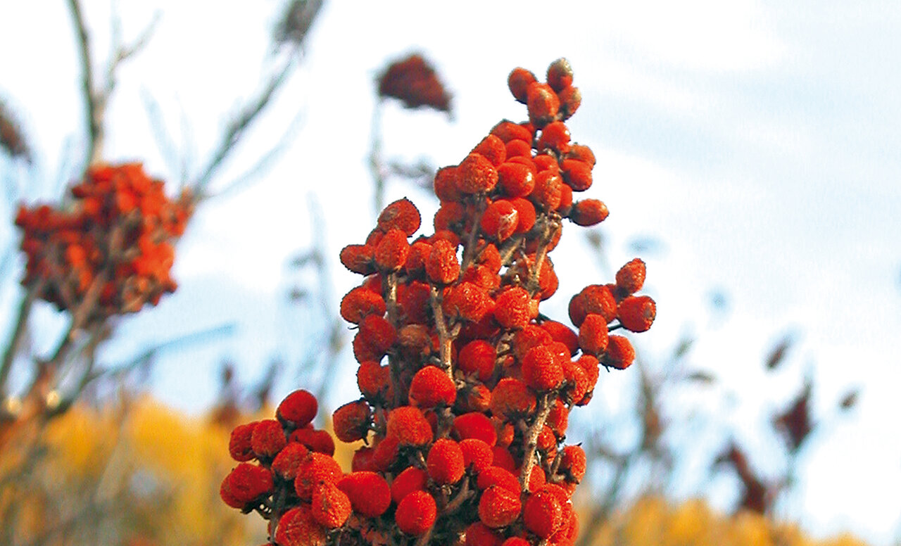 چربی خون را با این درمانهای خانگی کاهش دهید