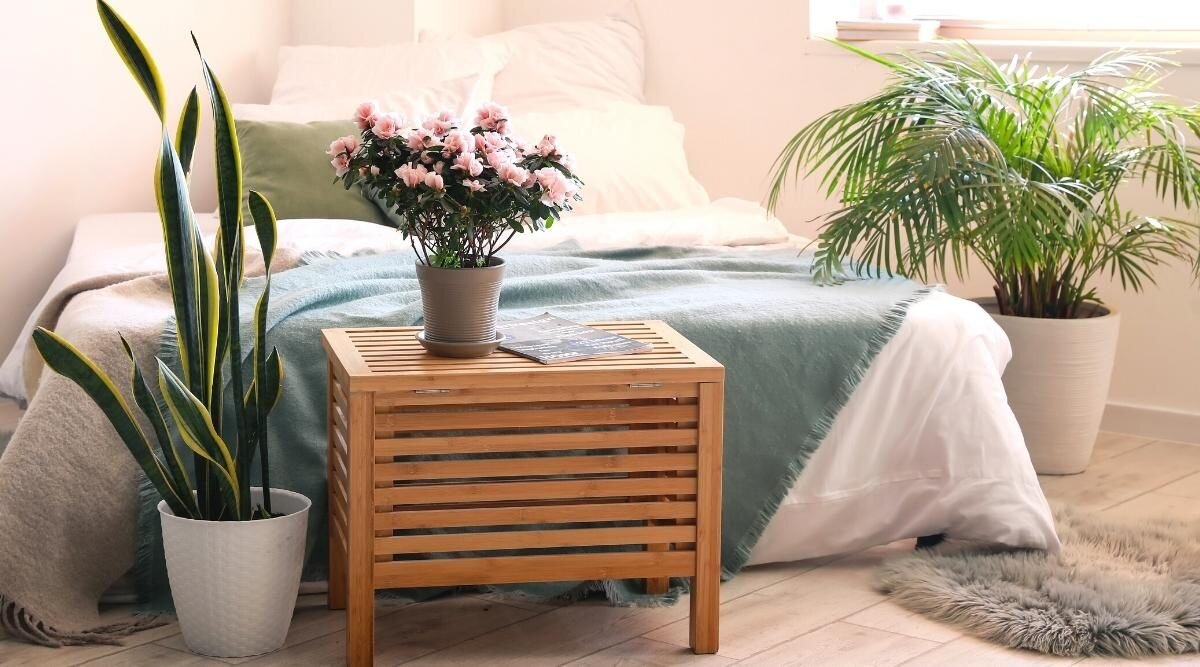 دکوراسیون داخلی را با گیاهان زنده کنیم!