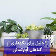 ۱۰ دلیل برای نگهداری از گیاهان آپارتمانی