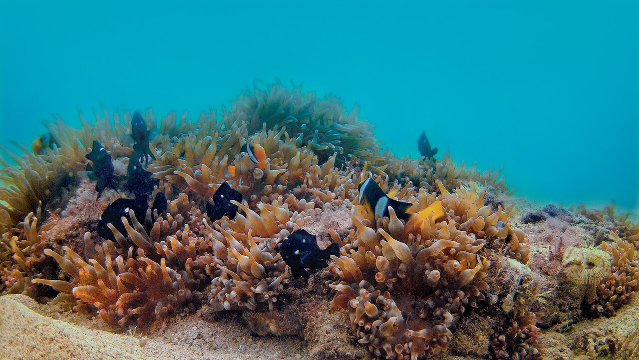 خانهی سمی زیباترین دلقک جهان در ایران