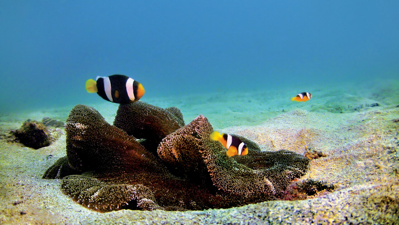 خانهی سمی زیباترین دلقک جهان در ایران