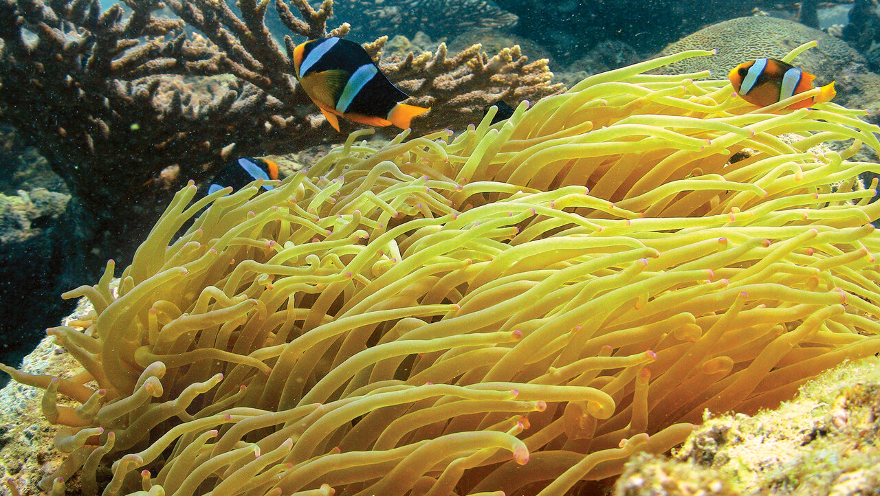 خانهی سمی زیباترین دلقک جهان در ایران