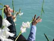 ببینید | خلیج فارس پوشیده از گل | گلباران محل شهادت مسافران هواپیمای مسافربری ایرباس ۶۵۵