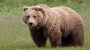 تصاویر | مشاهده خرس قهوه‌ای در جنگل‌های فومن