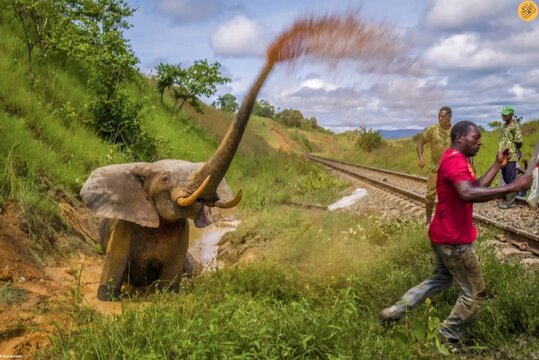 یک فیل عصبانی پس از برخورد قطار در پارک ملی لوپه گابن سعی می‌کند از خود دفاع کند