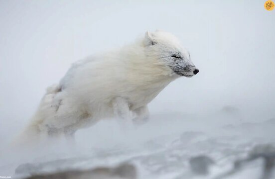 روباه قطبی معمولاً در اسپیتسبرگن یافت می‌شود 