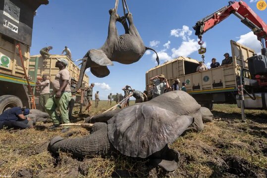 فیل‌ها از پارک ملی لیواند به پارک ملی کاسونگو در مالاوی منتقل می‌شوند