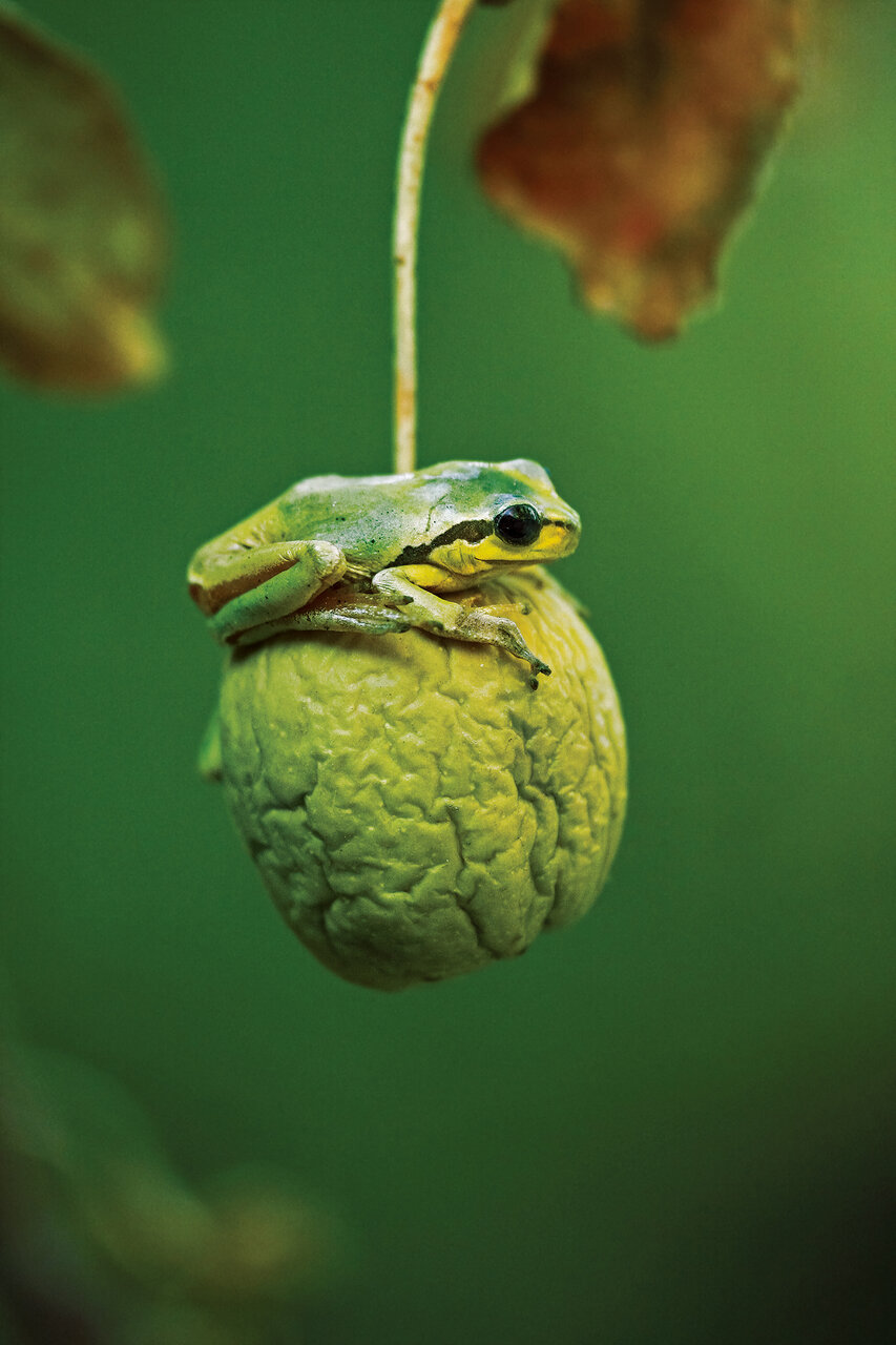 ببر آسیایی چطور سر از شمال ایران درآورده است؟