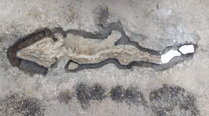 عکس | اژدهای دریایی ۱۸۰ میلیون ساله که شکارچی‌ها را شکار می‌کرد! | چرا فسیل این ایکتیوسور خاص است؟