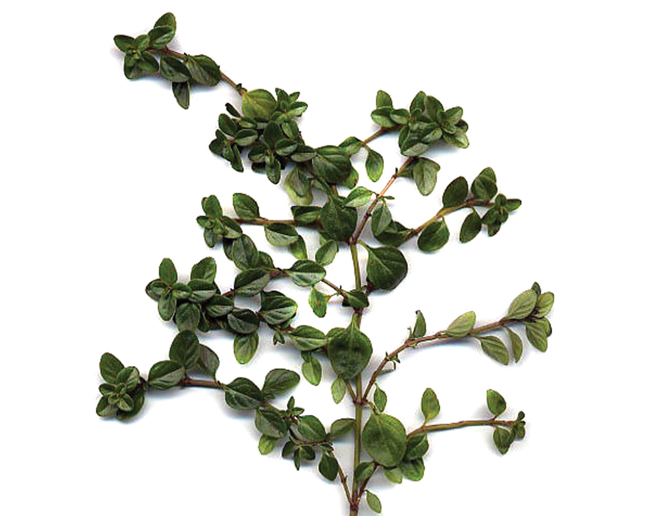 گیاهان خاصی که غذاهای شما را معطر و خوشمزهتر میکنند