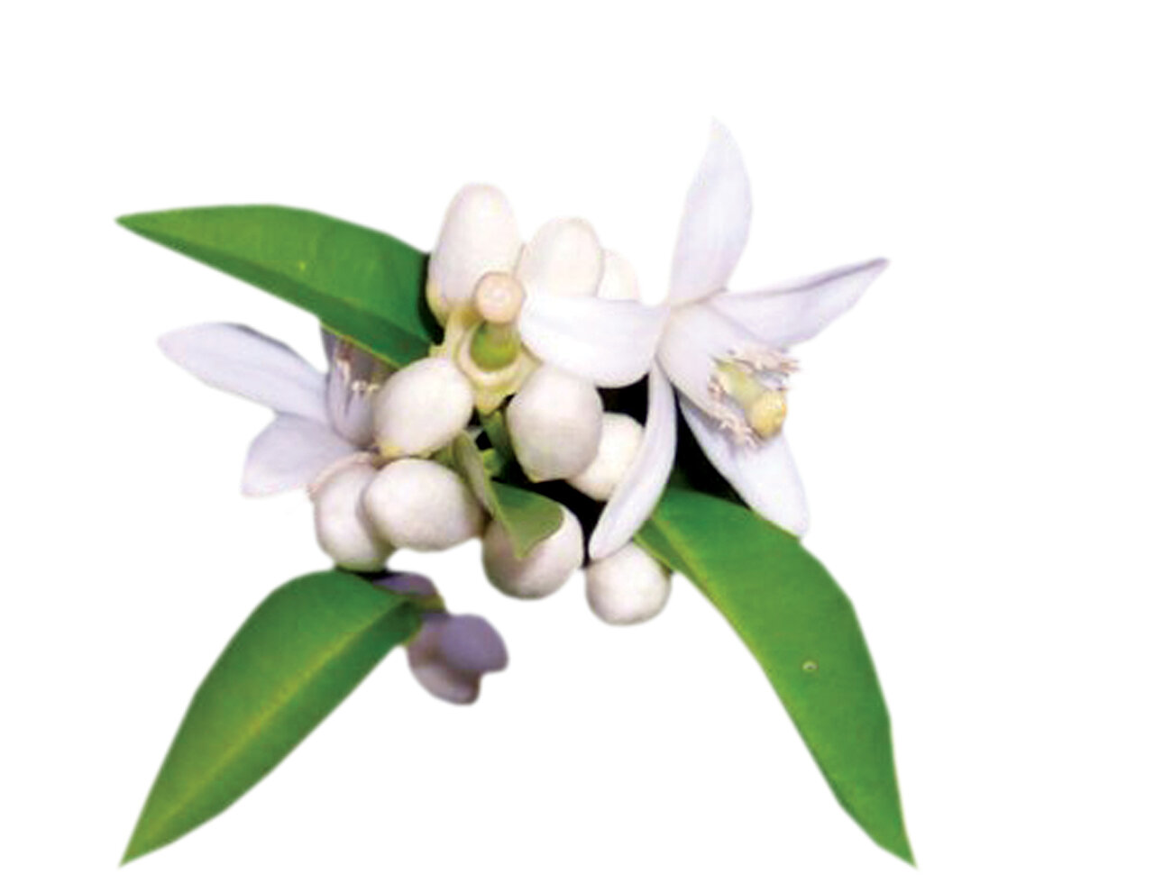 گیاهان خاصی که غذاهای شما را معطر و خوشمزهتر میکنند