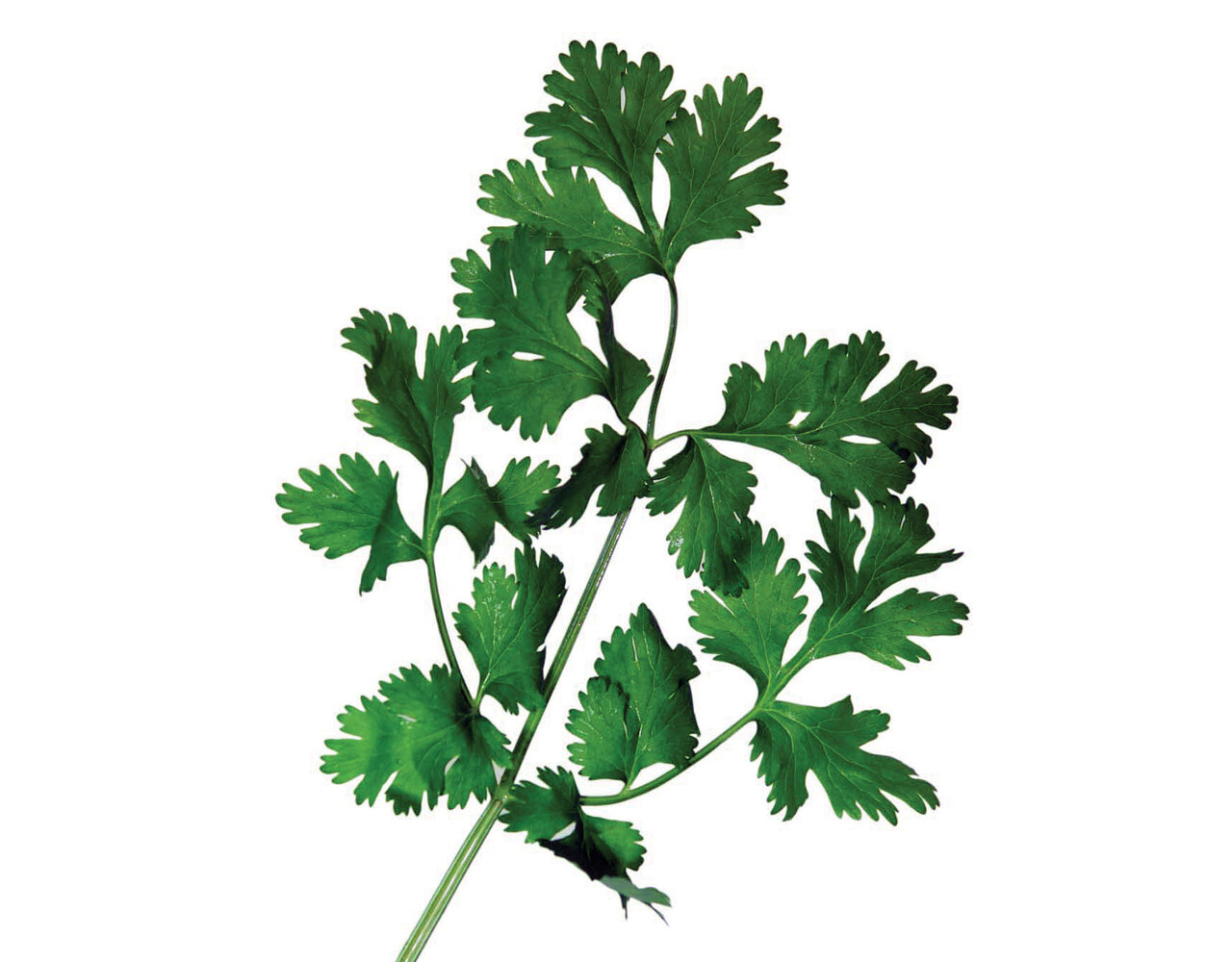 گیاهان خاصی که غذاهای شما را معطر و خوشمزهتر میکنند