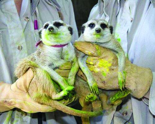 تصاویر حیوانات خارقالعادهای که نقاشی میکشند