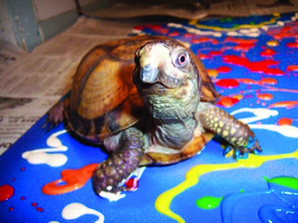 تصاویر حیوانات خارقالعادهای که نقاشی میکشند