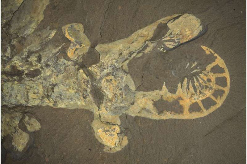 یک کشف جدید درباره ناجورمیگوی ۵۰۰ میلیون ساله | این موجود عجیب چه چیزی شکار می‌کرد؟