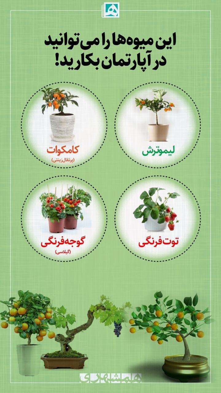 میوه هایی که میتوان در خانه کاشت ؛ با نگهداری راحت