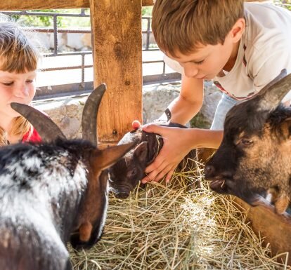 ۷۰ درصد بیماریهای عفونی نوظهور منشأ حیوانی دارند | توصیههای ضروری برای افرادی که حیوان خانگی دارند