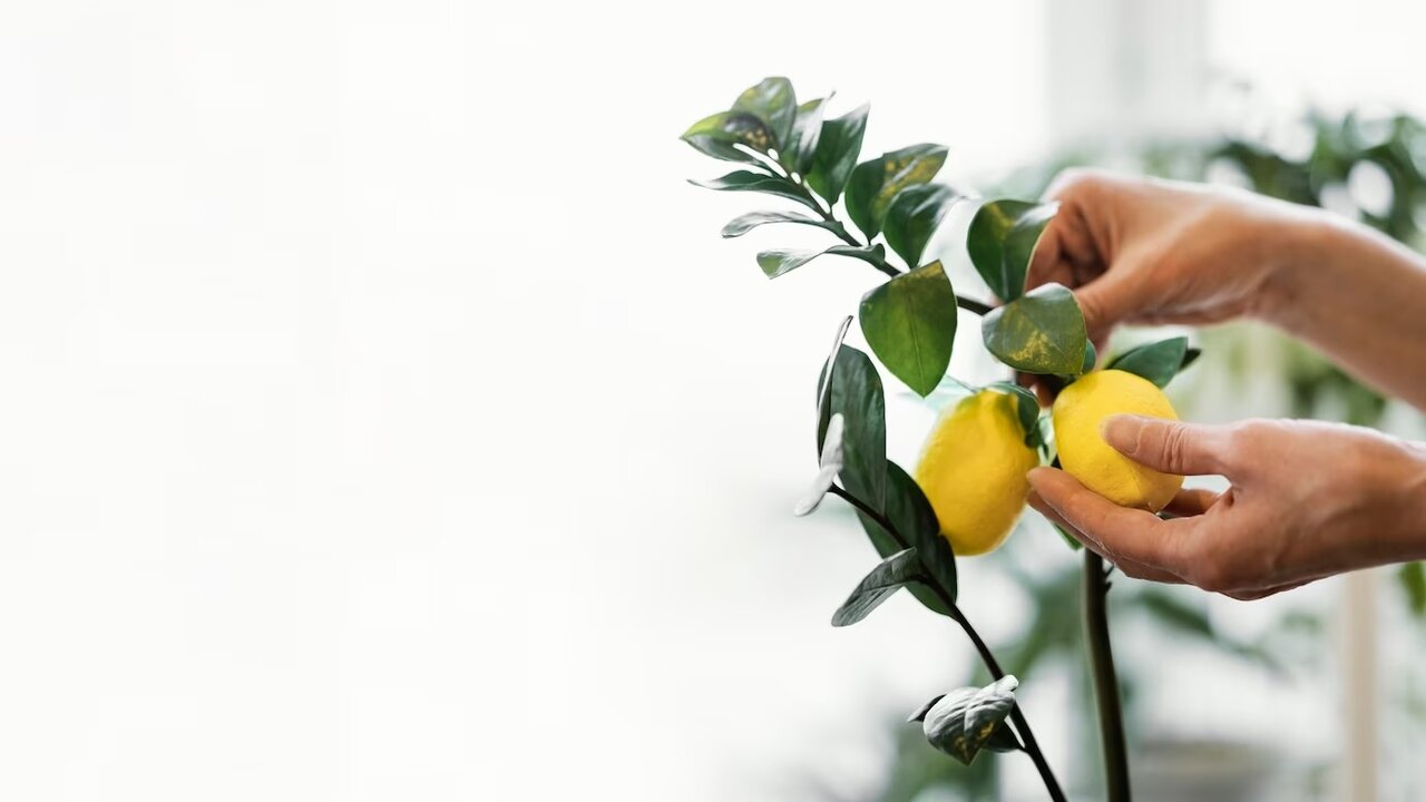 اینفوگرافیک - میوه هایی که می‌توان در خانه کاشت