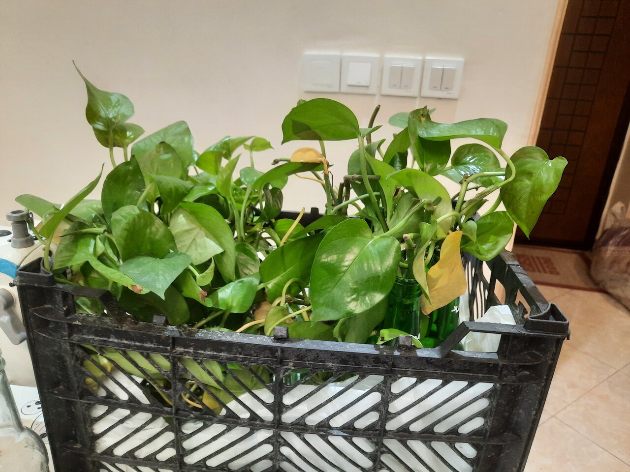 فیلم | گلدانهای اهدایی اهالی خیابان طوس در روز عید ولایت