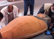 ببینید | لحظه باز کردن تابوت تازه کشف‌ شده از مصر باستان