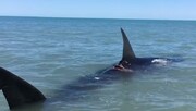 تصاویری باورنکردنی از نهنگ‌سواری در خلیج فارس!