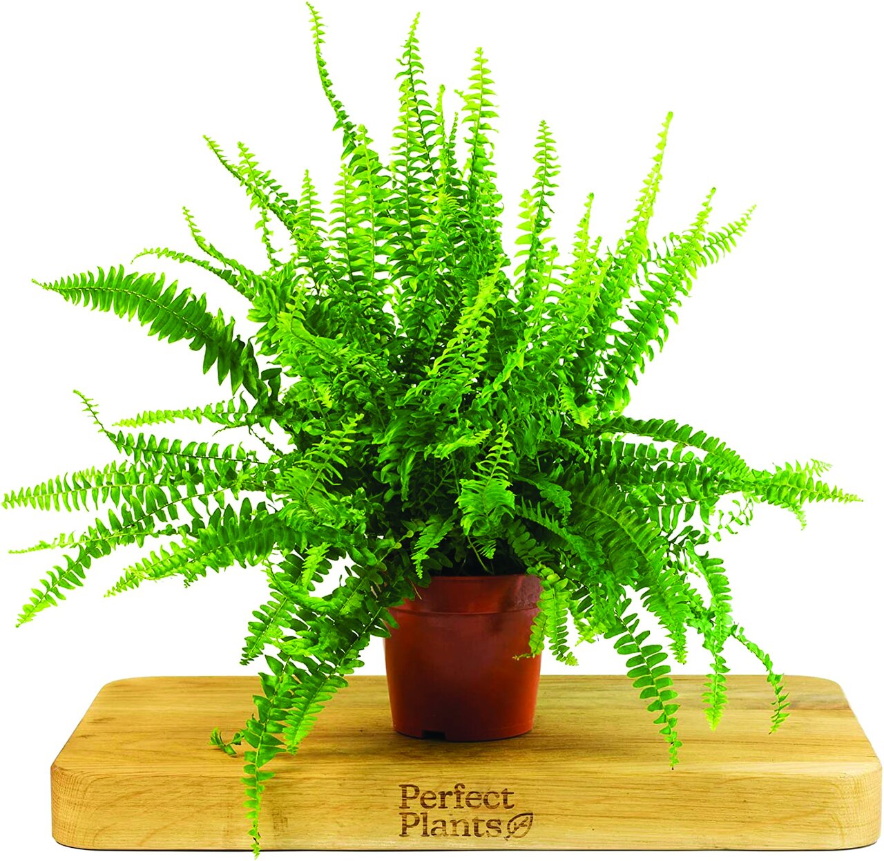 پنج گیاهی که اکسیژن خانهتان را تامین میکنند