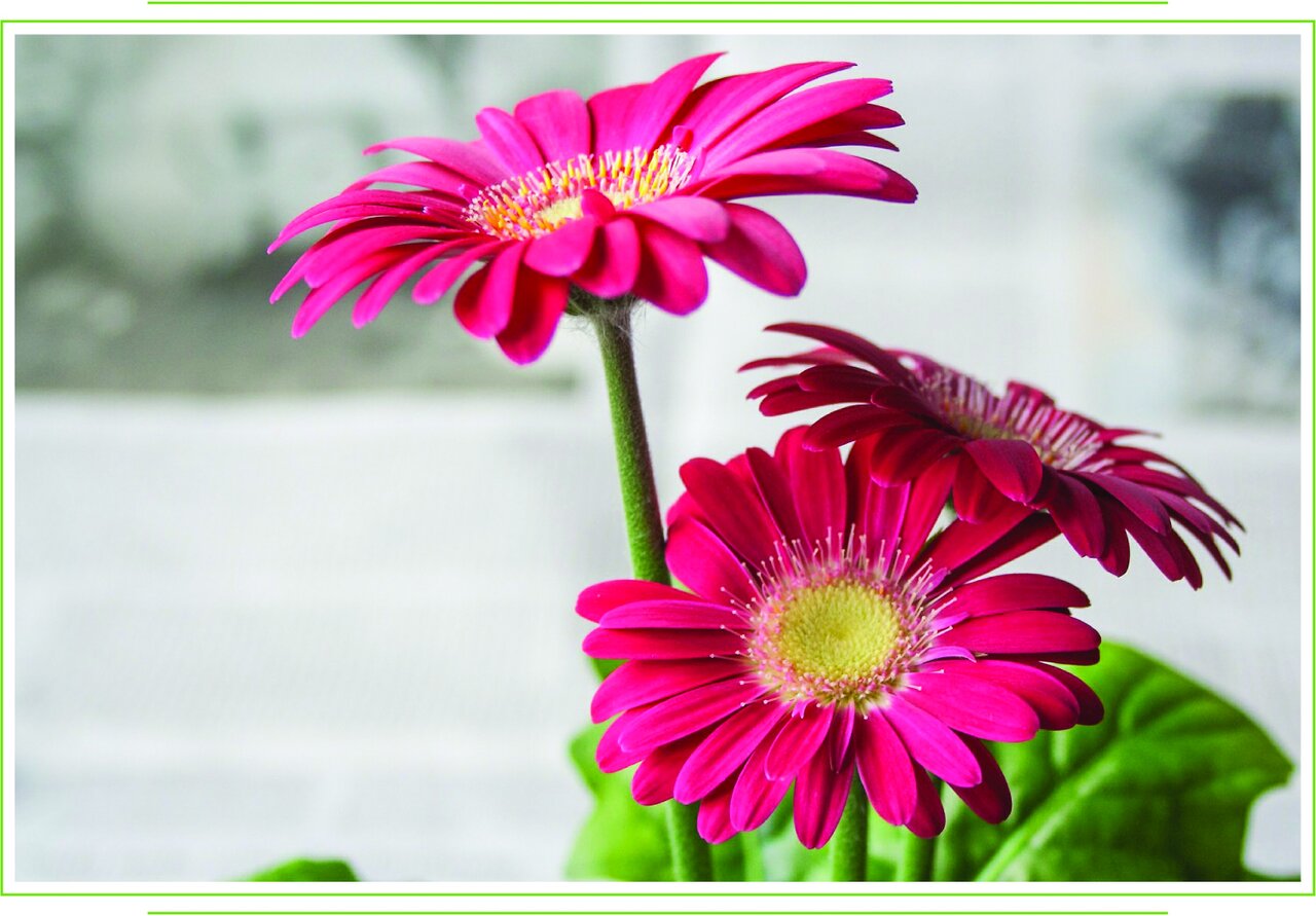 پنج گیاهی که اکسیژن خانهتان را تامین میکنند