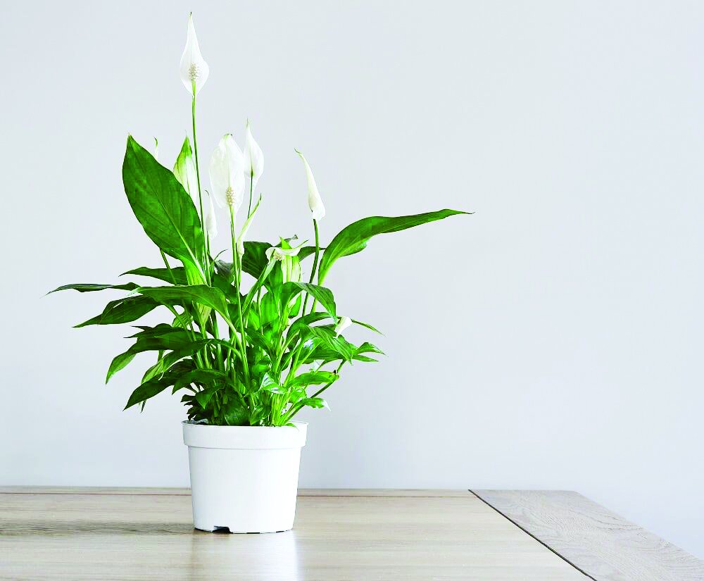 پنج گیاهی که اکسیژن خانه‌تان را تامین می‌کنند