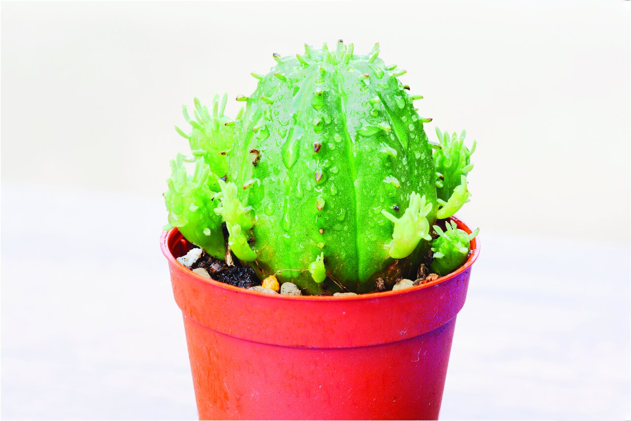 پنج گیاهی که اکسیژن خانهتان را تامین میکنند