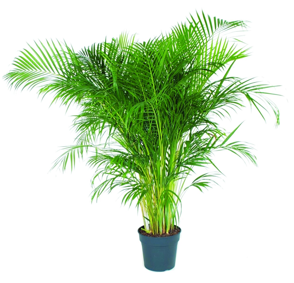 پنج گیاهی که اکسیژن خانهتان را تامین میکنند