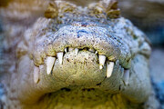 تصاویر مزرعه تکثیر و پرورش تمساح در چابهار | دهان کاملا باز یک تمساح را اینجا ببینید