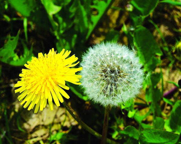این مواد غذایی خونتان را تصفیه میکند