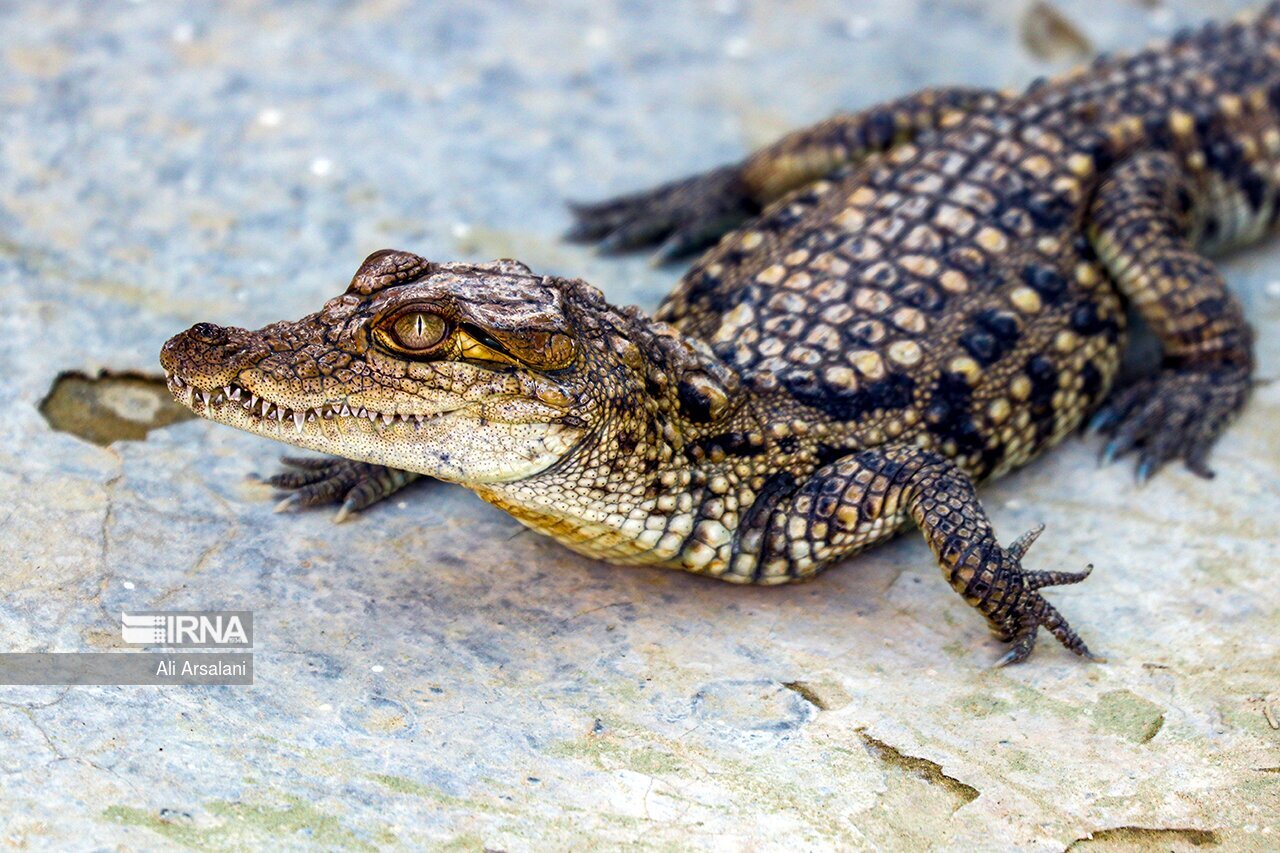 مرگ بچه گاندوها در سیلاب های فصلی | تغییرات اقلیمی گاندوها را نر می کند