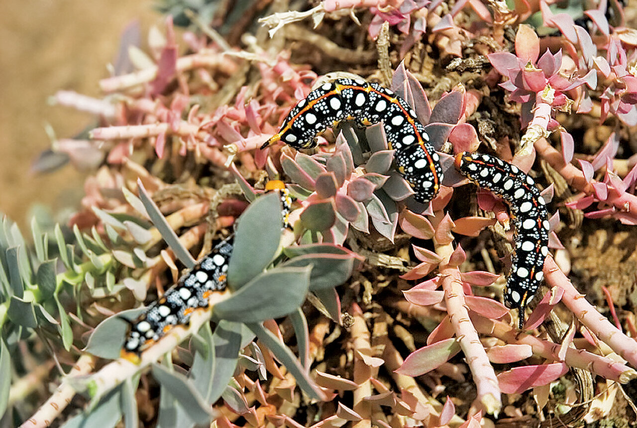 تماشای قدیمیترین درختان خاور میانه در این پارک ملی ایران