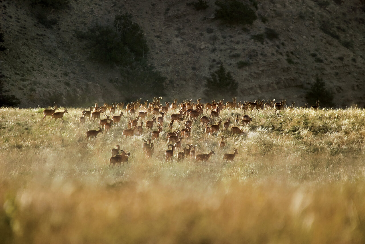 تماشای قدیمیترین درختان خاور میانه در این پارک ملی ایران
