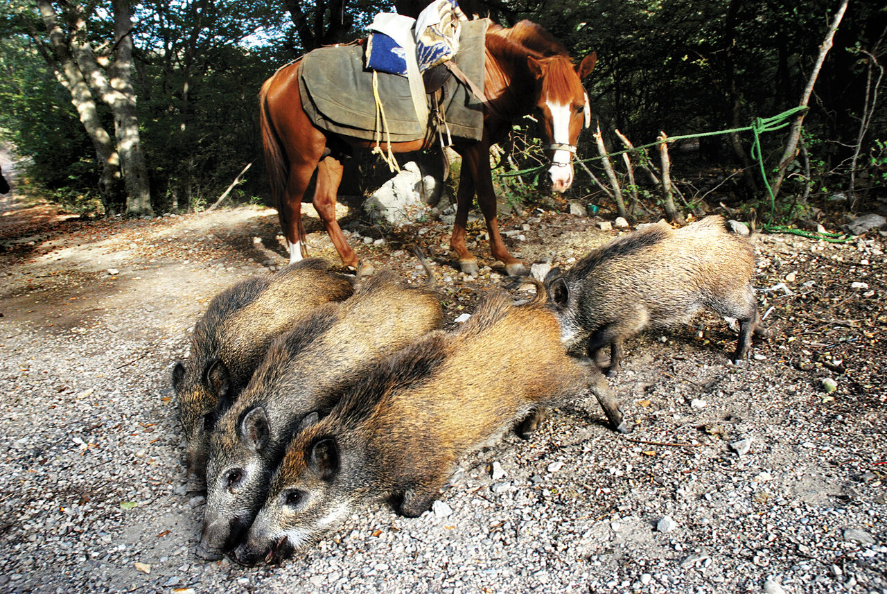 تماشای قدیمیترین درختان خاور میانه در این پارک ملی ایران