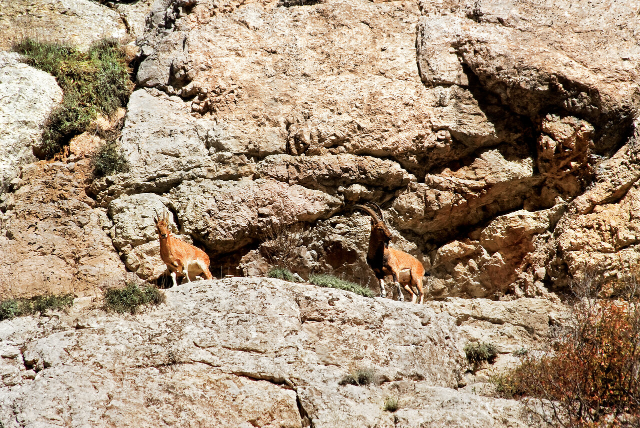 تماشای قدیمیترین درختان خاور میانه در این پارک ملی ایران