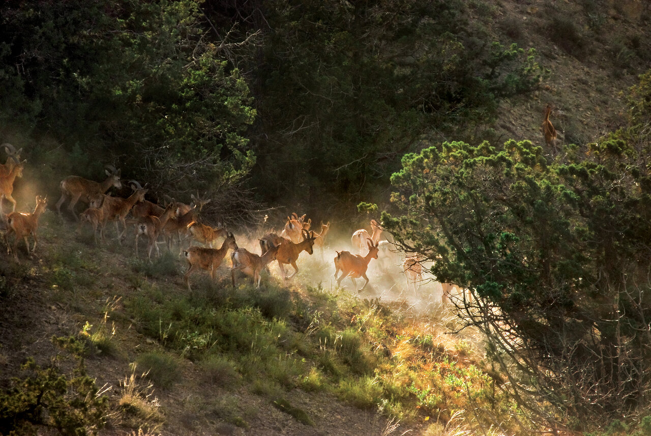 تماشای قدیمیترین درختان خاور میانه در این پارک ملی ایران
