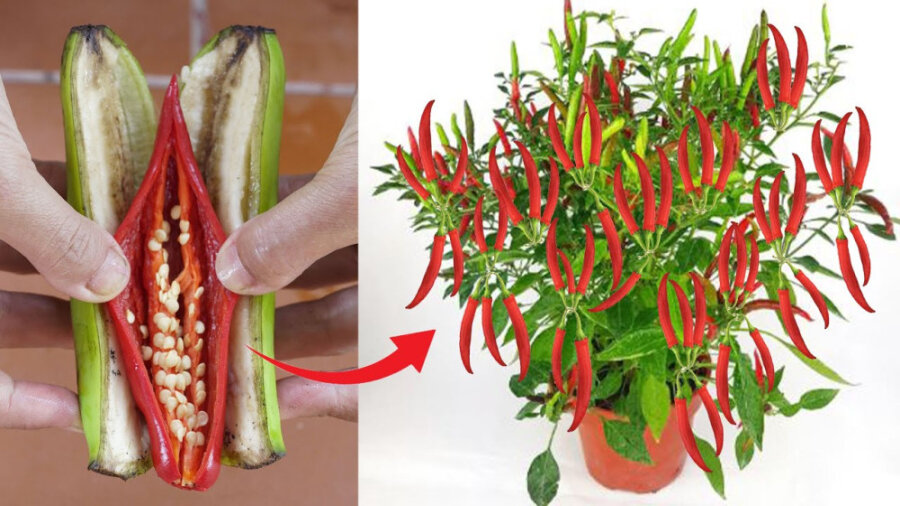 آموزش کاشت فلفل از طریق بذر | به راحتی در گلدان فلفل قرمز بکارید