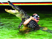 تصاویر |‌ کشتی گرفتن با تمساح‌ها و کروکودیل‌ها