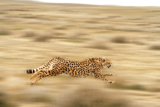 يوزپلنگ ایرانی سریع‌ترین حیوان جهان است.