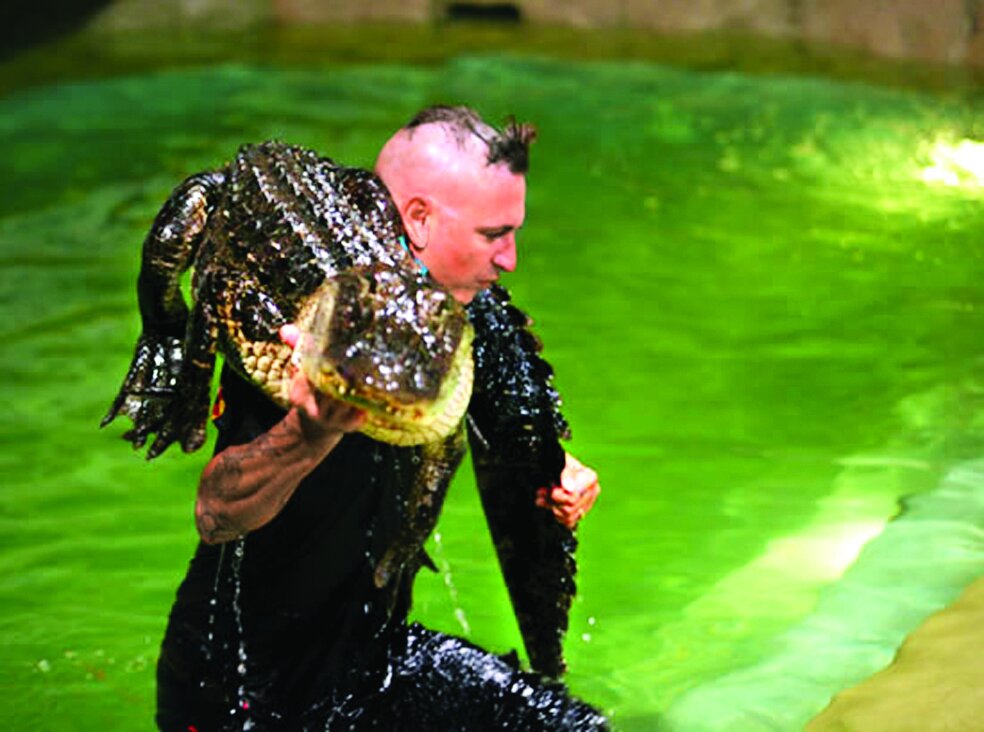 تصاویر | کشتی گرفتن با تمساحها و کروکودیلها