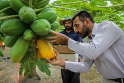 تصاویر | کشت گلخانه ای میوه لوکس آمریکایی در ایران
