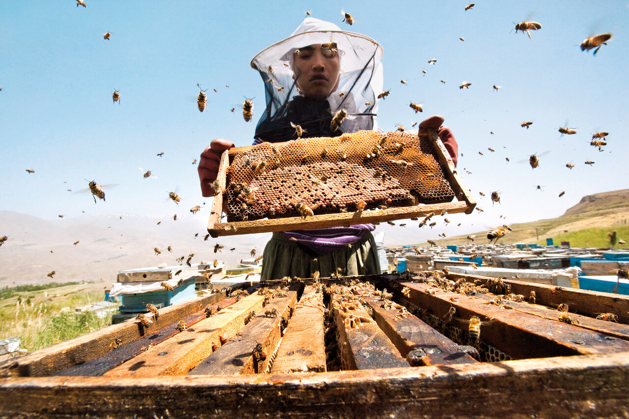سفر به دشت‌های مملو از عسل | عسل اصل را از اینجا بخرید