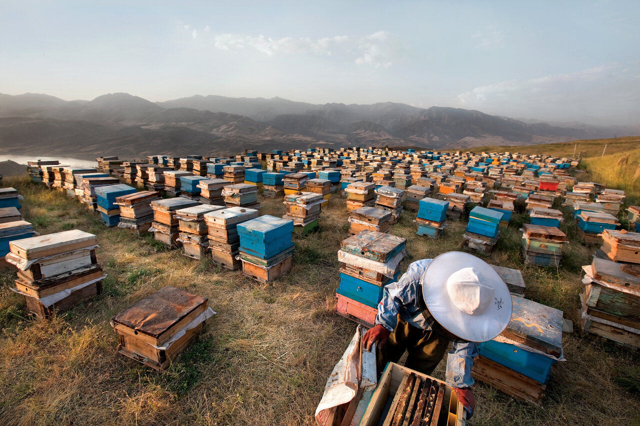 سفر به دشت‌های مملو از عسل | عسل اصل را از اینجا بخرید