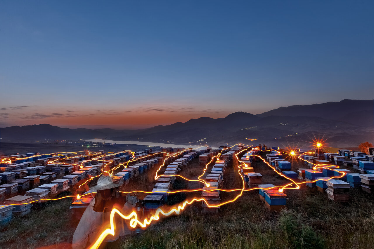 سفر به دشتهای مملو از عسل | عسل اصل را از اینجا بخرید