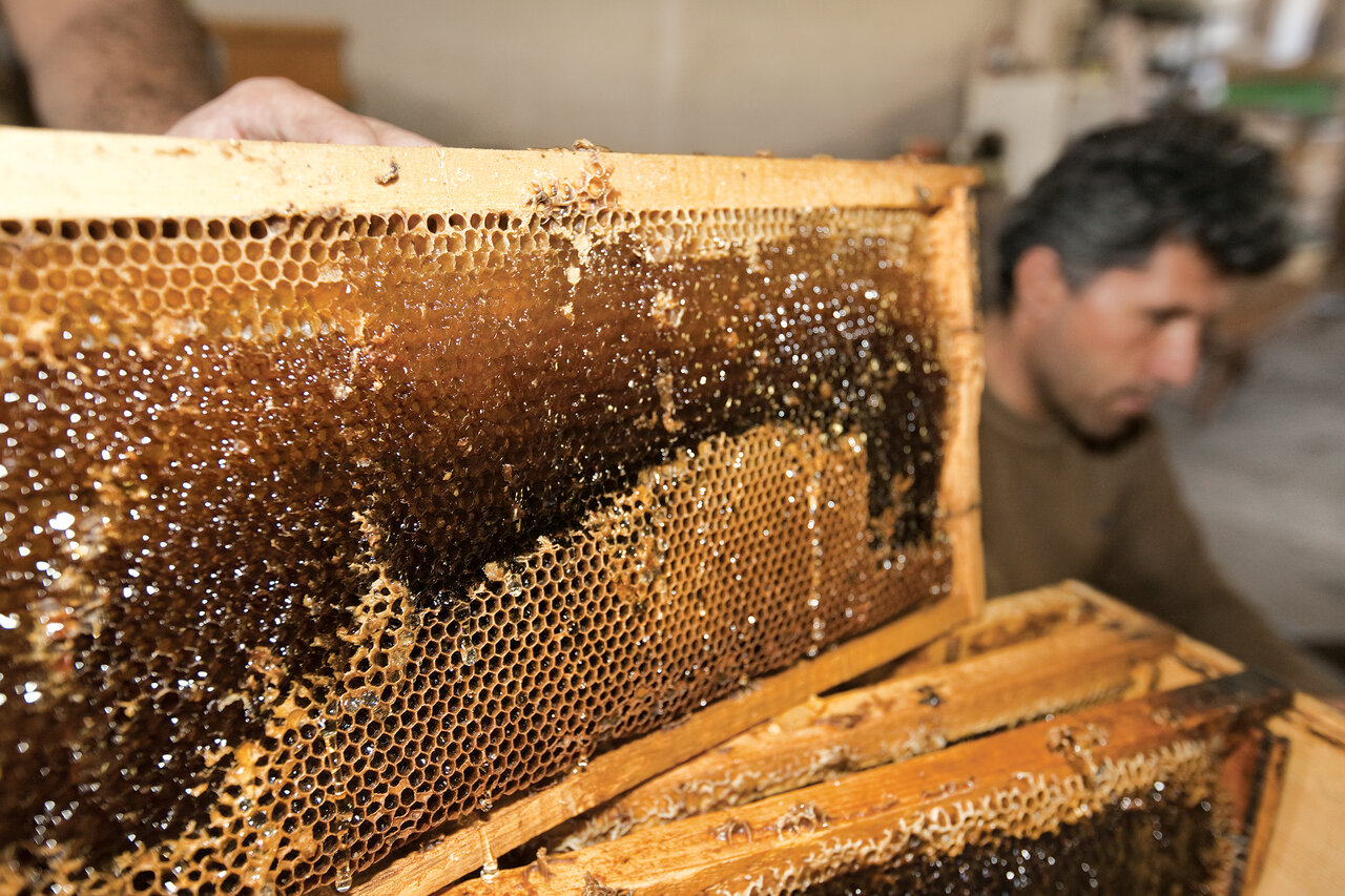 سفر به دشتهای مملو از عسل | عسل اصل را از اینجا بخرید