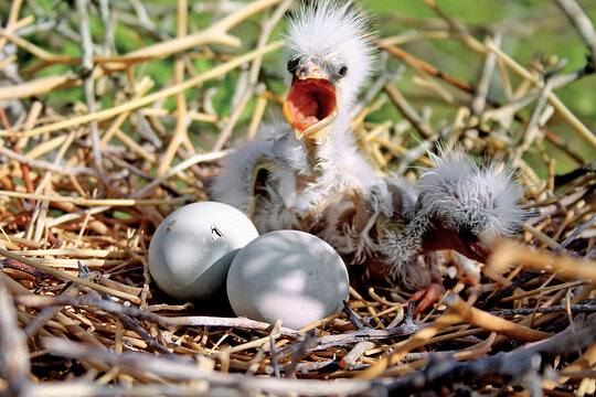 تخم و جوجه‌هايي كه تازه سر از تخم درآورده‌اند، بي‌پناه‌ترين موجودات در جزيره هستند. دردناك‌ترين صحنه، جوجه‌هاي كوچك است كه در ميان امواج دريا گرفتار مي‌آيند.